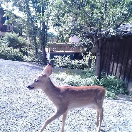 Bodenhof *