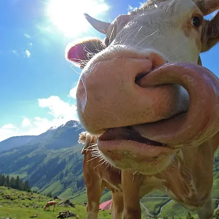 Lejlighed Bodenhof Fieberbrunn