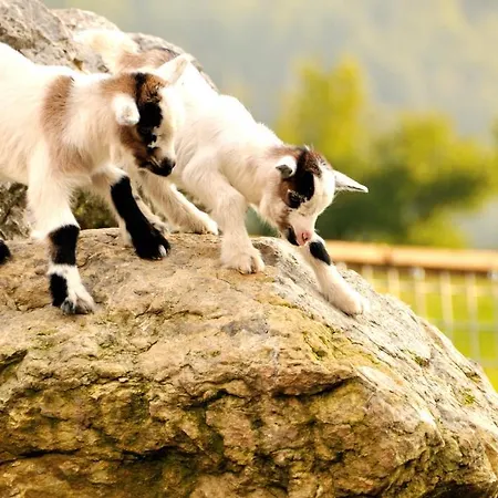 Apartmán Bodenhof